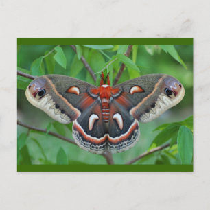 Carte postale Cecropia Moth