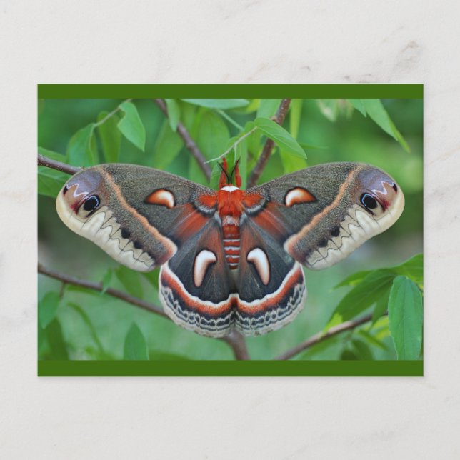 Carte postale Cecropia Moth (Devant)