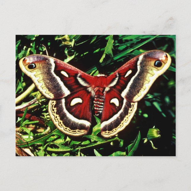 Carte Postale Cecropia moth (Devant)