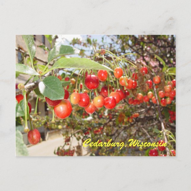 Carte Postale Cedarburg (Devant)