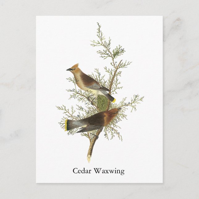 Carte Postale Cèdre à cire, John Audubon (Devant)