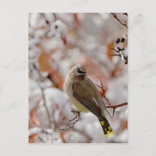 Carte Postale Cèdre adulte cirer sur l'aubépine avec neige,