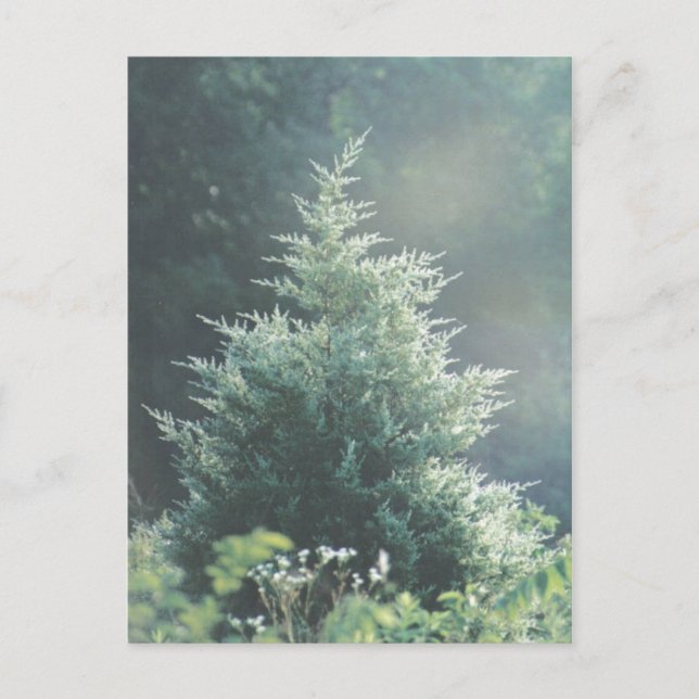 Carte postale Cèdre Arbre (Devant)