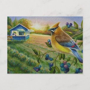 Carte Postale Cèdre cire Oiseau Blueberry Farm Aquarelle Art