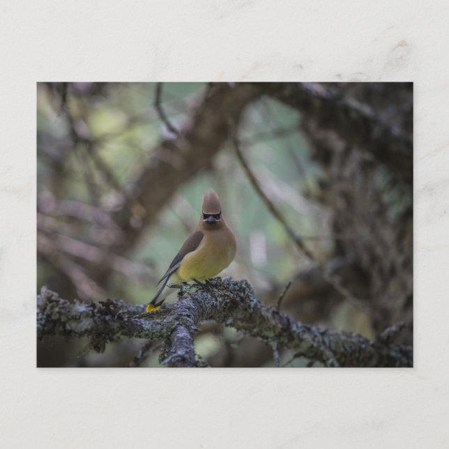 Carte Postale Cèdre cire sur une branche (Devant)