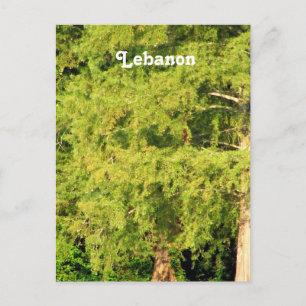 Carte Postale Cèdres du Liban