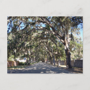 Carte Postale célèbre avenue magnolia saint augustine floride us