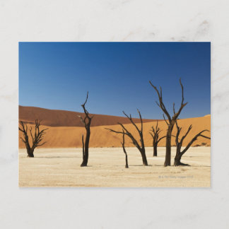 Carte Postale célèbre Deadvlei avec arbres morts, désert 3