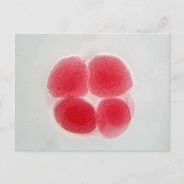 Carte Postale Cellule d'oeuf fertilisée au microscope (Devant)