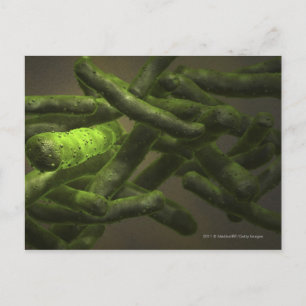 Carte Postale Cellules de Mycobacterium tuberculosis