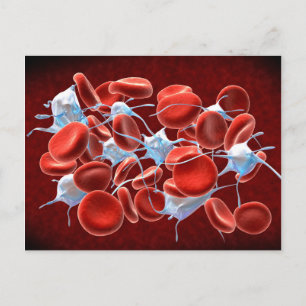 Carte Postale Cellules de sang rouge avec leucocytes