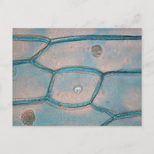 Carte Postale Cellules d'oignon au microscope