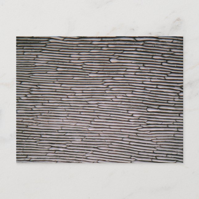 Carte Postale Cellules épidermiques d'oignon à fente sous micros (Devant)