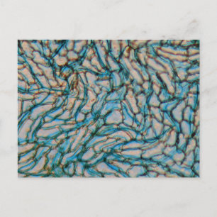 Carte Postale Cellules poivron Bell au microscope