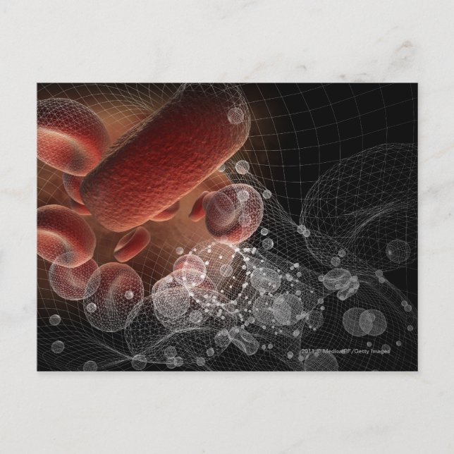 Carte Postale Cellules rouges dans le filaire (Devant)