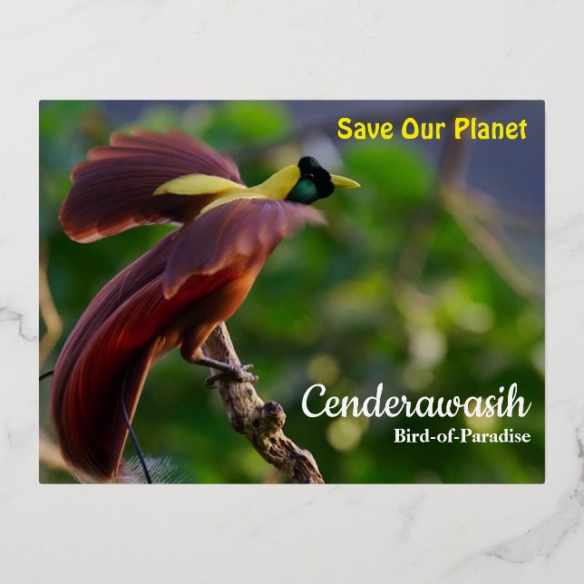 Carte postale Cenderawasih (Recto)