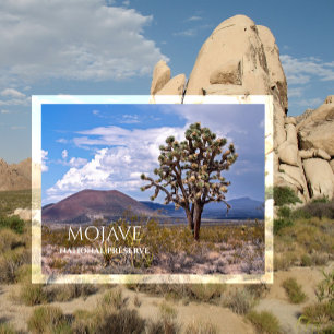 Carte Postale Cendres, Joshua Tree, Mojave N Preserve, CA