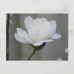 Carte Postale Centenaire du nouveau Magnolia