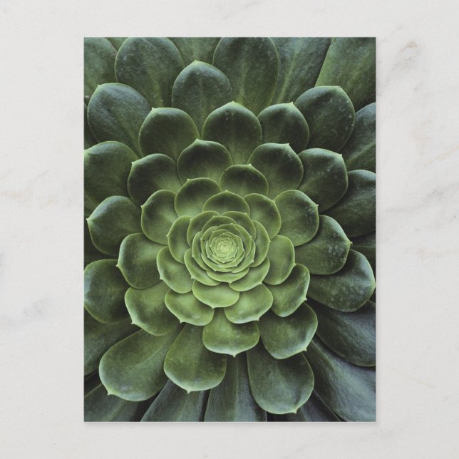 Carte Postale Center of Cactus (Devant)