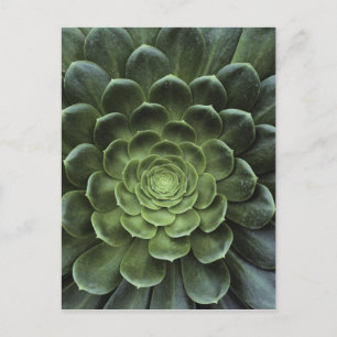 Carte Postale Center of Cactus