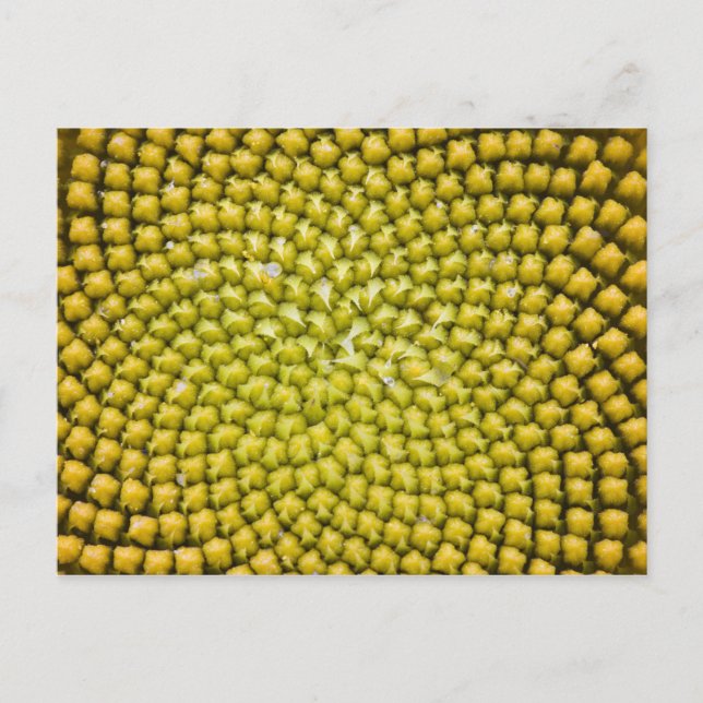 Carte Postale Center of giant Sunflower (Helianthus annuus) (Devant)