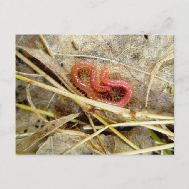 Carte Postale Centipede rouge Geophilomorpha (strigamie) (Devant)