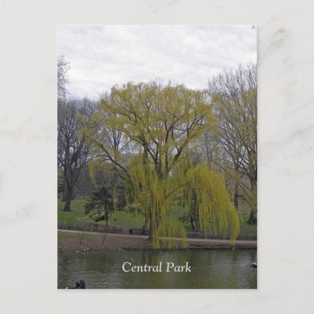 Carte Postale Central Park 003 (Devant)