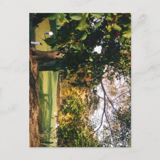 Carte Postale Central Park en automne (Devant)