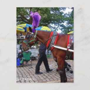Carte Postale Central Park Horse