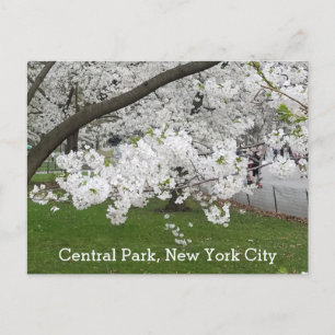 Carte Postale Central Park New York Arbre florissant au printemp