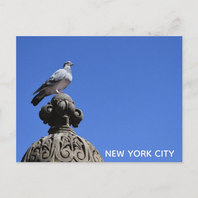 Carte Postale Central Park Pigeon Blue Sky New York City Bird (Devant)
