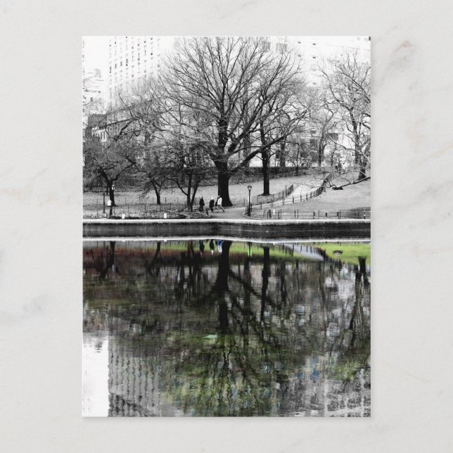 Carte Postale Central Park Tree (Devant)