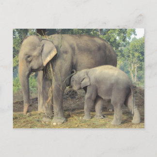 Carte Postale Centre de reproduction des éléphants chitwan - béb