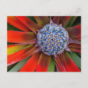Carte Postale Centre d'un agave en fleurs - San Francisco
