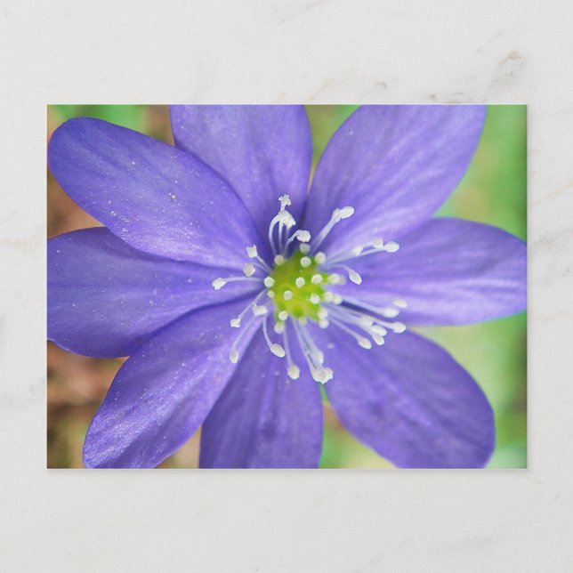 Carte Postale Centre d'une fleur bleue avec des tampons blancs (Devant)