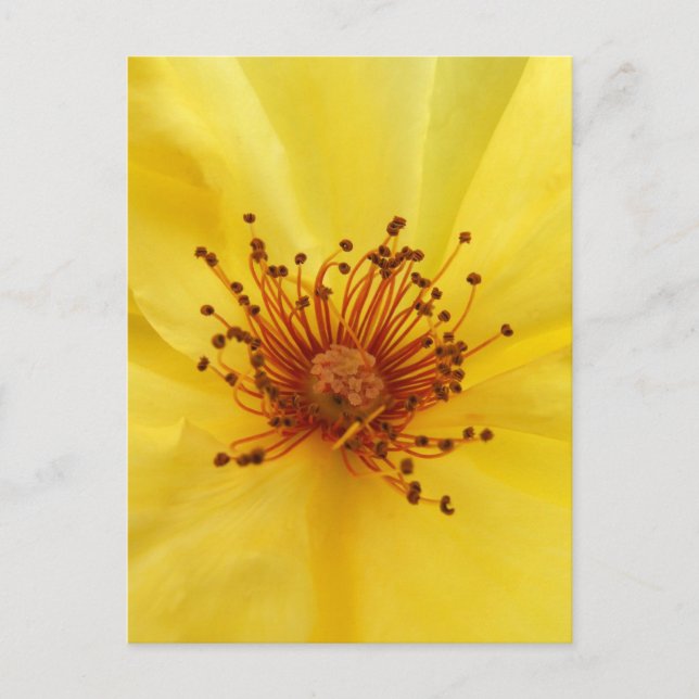 Carte postale Centre Rose jaune (Devant)