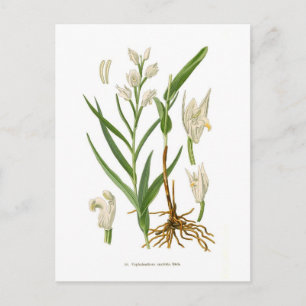 Carte Postale Cephalanthera ensifolia