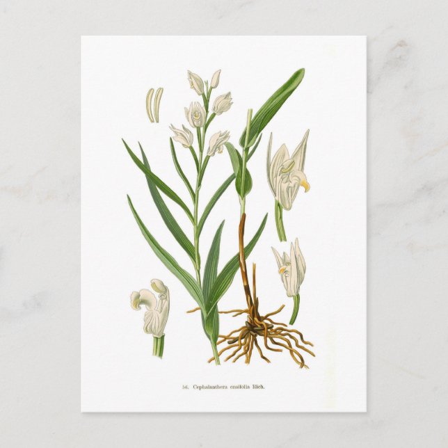 Carte Postale Cephalanthera ensifolia (Devant)