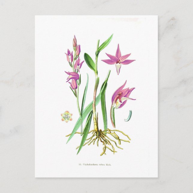 Carte Postale Cephalanthera rubra (Devant)