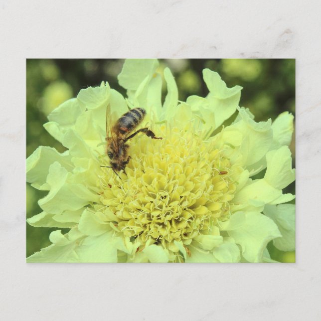Carte Postale Cephalaria Gigantea avec une abeille (Devant)