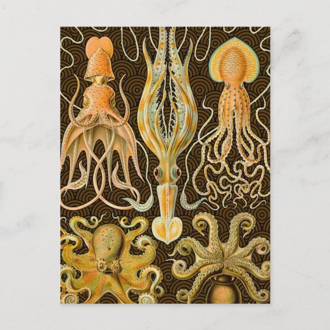 Carte Postale Cephalopod poulpe calmar Nature marine (Devant)
