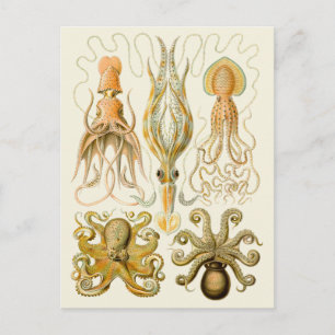 Carte Postale Cephalopod poulpe calmar Nature marine