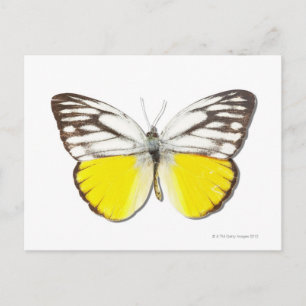 Carte Postale Cepora aspasia