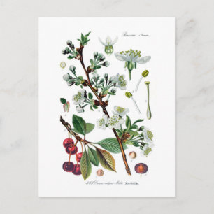 Carte Postale Cerasus vulgaris (Cerise)