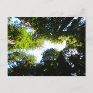 Carte Postale Cercle de séquoias à Redwood National Park