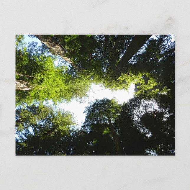 Carte Postale Cercle de séquoias au parc national Redwood (Devant)