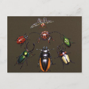 Carte Postale Cercle d'Imaginaire du dendroctone