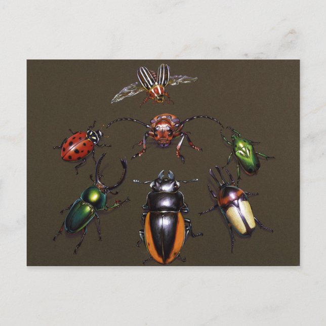 Carte Postale Cercle d'Imaginaire du dendroctone (Devant)