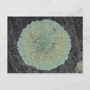 Carte Postale Cercle Lichen Mossy