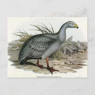 Carte Postale Cereopsis Goose par Elizabeth Gould